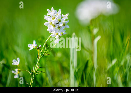 Blume Cuckooflower auf Wiese in sonniger Tag Stockfoto