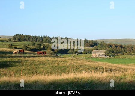 Frankreich, Cantal (15), Parc Naturel des Vulkane d ' Auvergne, Saint-Hippolyte, Paysage Cantalien / / Frankreich, Cantal, Parc Naturel Regional des Vulkane d'Au Stockfoto