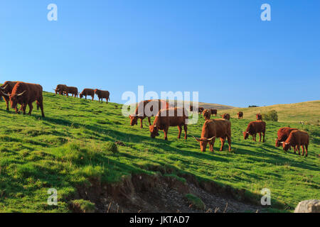 Frankreich, Cantal (15), Saint-Hippolyte, Vaches de Rasse Salers / / Frankreich, Cantal, Parc Naturel Regional des Vulkane d ' Auvergne (Auvergne Vulkane Natura Stockfoto