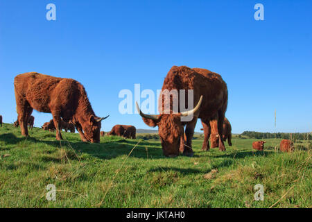 Frankreich, Cantal (15), Saint-Hippolyte, Vaches de Rasse Salers / / Frankreich, Cantal, Parc Naturel Regional des Vulkane d ' Auvergne (Auvergne Vulkane Natura Stockfoto