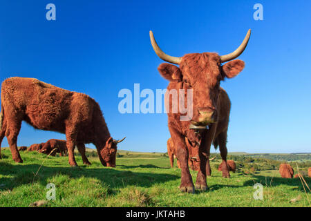 Frankreich, Cantal (15), Saint-Hippolyte, Vaches de Rasse Salers / / Frankreich, Cantal, Parc Naturel Regional des Vulkane d ' Auvergne (Auvergne Vulkane Natura Stockfoto