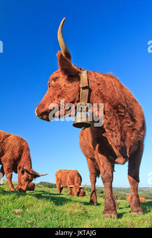 Frankreich, Cantal (15), Saint-Hippolyte, Vaches de Rasse Salers / / Frankreich, Cantal, Parc Naturel Regional des Vulkane d ' Auvergne (Auvergne Vulkane Natura Stockfoto