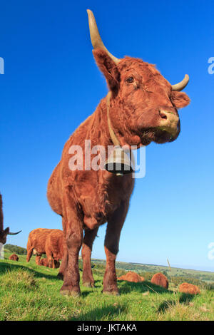 Frankreich, Cantal (15), Saint-Hippolyte, Vaches de Rasse Salers / / Frankreich, Cantal, Parc Naturel Regional des Vulkane d ' Auvergne (Auvergne Vulkane Natura Stockfoto