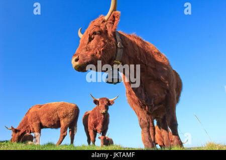 Frankreich, Cantal (15), Saint-Hippolyte, Vaches de Rasse Salers / / Frankreich, Cantal, Parc Naturel Regional des Vulkane d ' Auvergne (Auvergne Vulkane Natura Stockfoto