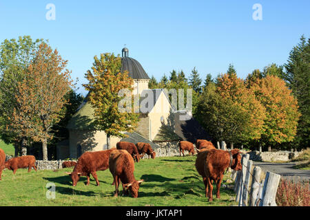 Frankreich, Cantal (15), Saint-Hippolyte, Chapelle De La Font Sainte et de Vaches Rennen Salers / / Frankreich, Cantal, Parc Naturel Regional des Vulkane d'Auve Stockfoto