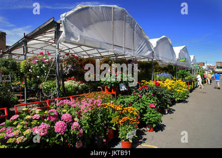 Montreal, Kanada, 23. Juli 2017. Anzeige von Blumen und Pflanzen zum Verkauf an der Jean Talon Lebensmittelmarkt. Credit: mario Beauregard/alamy leben Nachrichten Stockfoto