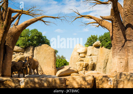 Afrikanische Elefanten von gelben Felsen und Affenbrotbäume in tierfreundlichen Zoo in Valencia, Spanien Stockfoto