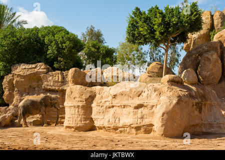 Afrikanischer Elefant von gelben Felsen in tierfreundlichen Zoo in Valencia, Spanien Stockfoto