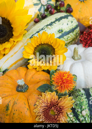 Herbstliche Anordnung der Kürbisse und Blüten Stockfoto