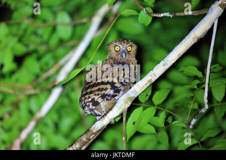 Buffy-Fisch-Eule (Ketupa Ketupu) im Danum Valley, Sabah, Borneo, Malaysia Stockfoto