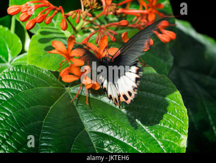 Schmetterling, Calgary Zoo Stockfoto