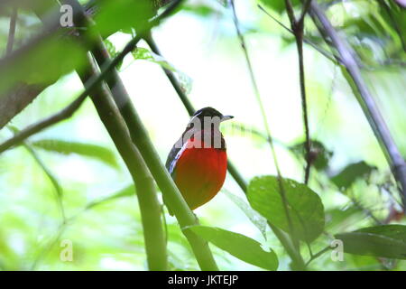 Schwarz-gekrönter Pitta (Erythropitta Ussheri) im Danum Valley, Sabah, Borneo, Malaysia Stockfoto