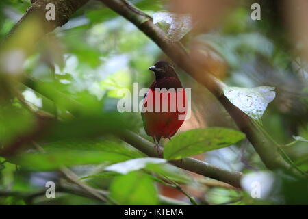 Schwarz-gekrönter Pitta (Erythropitta Ussheri) im Danum Valley, Sabah, Borneo, Malaysia Stockfoto