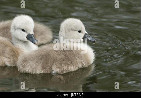 Niedliche Höckerschwan (Cygnus Olor) Cygnets schwimmen in einem Stream. Stockfoto