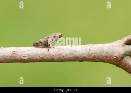 Ein gemeinsamen Blutzikade Bug (Philaenus Spumarius) thront auf einem Ast eines Baumes. Stockfoto