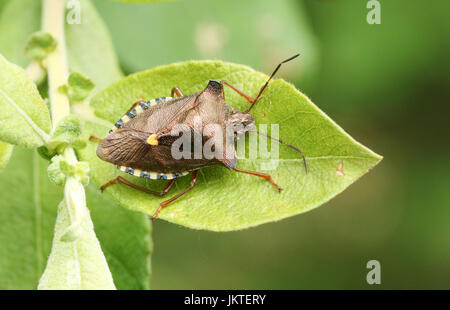 Ein Wald-Bug (Pentatoma Art) thront auf einem Blatt. Stockfoto