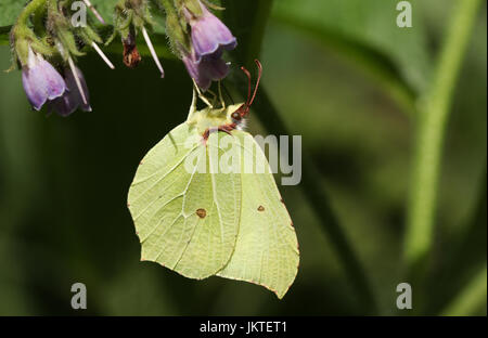 Eine hübsche Schmetterling Zitronenfalter (Gonepteryx Rhamni) Nectaring auf eine Beinwell-Blume. Stockfoto