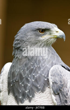 Captive chilenischen Blue Eagle (Geranoaetus Melanoleucus) aka Black-chested Bussard-Adler Stockfoto