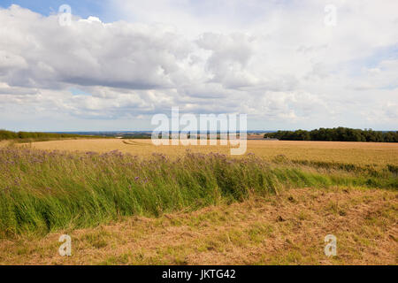 Mähen mit Distel Blumen neben einem Reifen Weizenfeld mit Blick auf das Tal von York unter einem blauen Sommerhimmel in die Yorkshire wolds Stockfoto