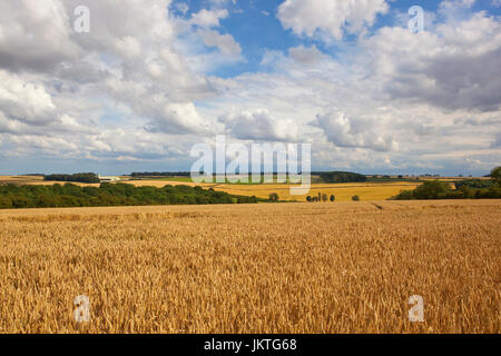 goldenen Weizenfeldern mit Wald und Hecken in der malerischen Yorkshire Wolds unter einem blauen Himmel mit weißen Wolken Stockfoto