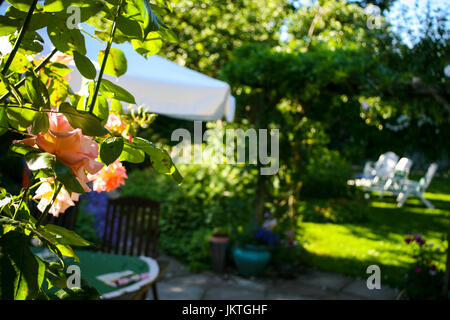 Rosa Rose im Vordergrund mit Garten mit weißen Sonnenschirm, Tisch und Garten Möbel im Hintergrund Stockfoto