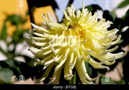 Natürliche dahlien im garten voller Sonne Stockfoto