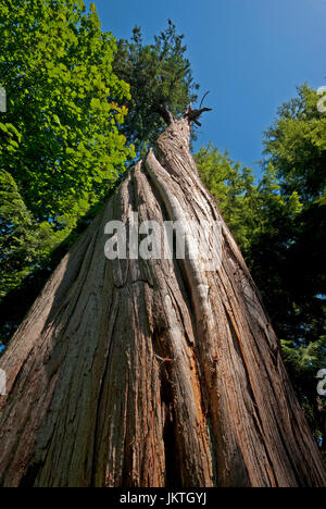 Große westliche rote Zeder (Thuja Plicata), Stanley Park, Vancouver, Britisch-Kolumbien, Kanada Stockfoto