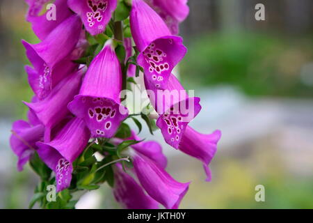 Nahaufnahme von Fingerhut Blumen im Alaska Botanical Garden in Anchorage.  Hintergrund textfreiraum auf rechten Seite. Stockfoto