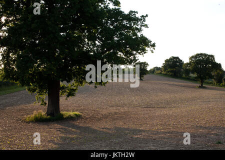 Eiche im gepflügten Feld Stockfoto