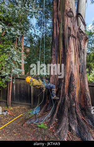 Baum Trimmer, Baum trimmen Dienst, Klettern auf den Baum, Blue Gum Eukalyptus-Baum, Baumpflege, Waldarbeiter, Stadt Novato, Marin County, Kalifornien Stockfoto