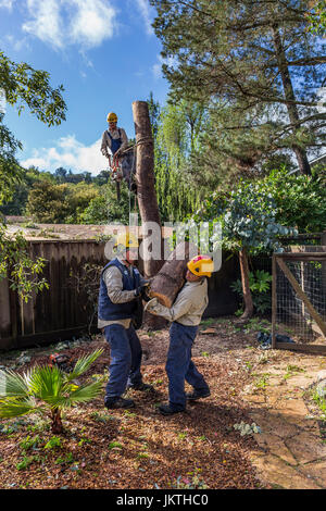 Baumtrimmer, Baum trimmen Dienst, Abholzen Eukalyptusbaum, mit Kettensäge, Baumpflege, Waldarbeiter, Stadt Novato, Marin County, Kalifornien Stockfoto