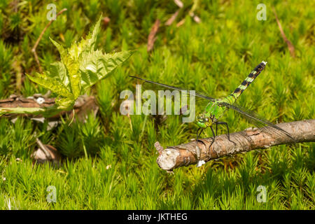 Eine Nahaufnahme von einem östlichen Pondhawk Stockfoto