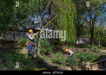 Trimmer, Baum Zweig Formschneider, trimmen, Ast, Korkenzieher-Weide, Baumpflege, Waldarbeiter, Stadt Novato, Marin County, Kalifornien Stockfoto