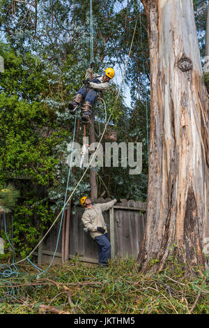 Baum Trimmer, Baum trimmen Dienst, Abstieg Blue Gum Eukalyptus-Baum, Baumpflege, Waldarbeiter, Stadt Novato, Marin County, Kalifornien Stockfoto