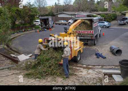 Baum schneiden Dienstleistung, Arbeiter, Blue Gum Eukalyptus Baum Zweige in die Holz-Häcksler, Stadt Novato, Marin County, Kalifornien Stockfoto