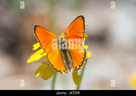 Nahaufnahme von knappen Kupfer Schmetterling (Lycaena Virgaureae) in den französischen Alpen, Frankreich Stockfoto