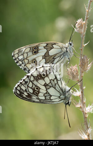 Paarung zweier marmorierten weißen Schmetterlinge (Melanargia Galathea) Stockfoto