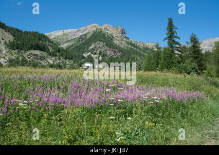 Blick auf blühende Wiese mit Bergen im Hintergrund in den französischen Alpen Stockfoto