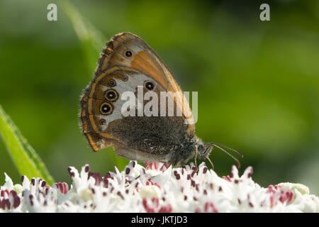 Nahaufnahme von pearly Heide Schmetterling (Coenonympha Arcania) Nectaring auf einer Stängelpflanzen Blume in Frankreich, Europa Stockfoto