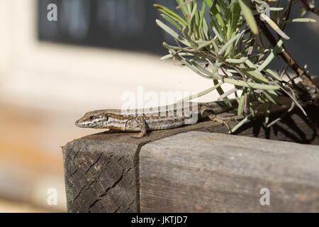 Gemeinsamen Mauereidechse (Podarcis Muralis) auf einen Blumentopf in Frankreich, Europa Stockfoto
