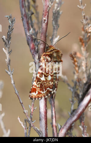 Nahaufnahme der schönen gelben Underwing (Anarta Myrtilli) Motte ruht auf Heather bei Ash Reichweiten in Surrey, Großbritannien Stockfoto