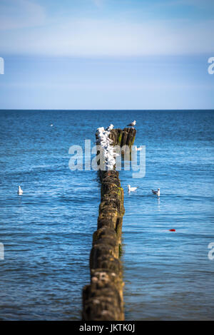 Möwen auf Buhnen in der Brandung an der Ostseeküste von Polen Stockfoto