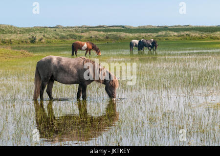 Wilde Pferde sind an einem heißen Sommertag in den Dünen von Ameland, eines der Wattenmeer-Inseln im Norden der Niederlande trinken. Stockfoto