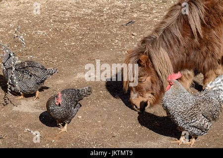 Pony, Tiere im Park des Charakters der Cabarceno, Kantabrien, Spanien, Europa Stockfoto