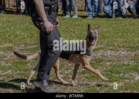 In der Natur Park von Cabárceno de Cantabria. Ausstellung von Hunde-Führer der Nationalpolizei. Spanien, Europa Stockfoto