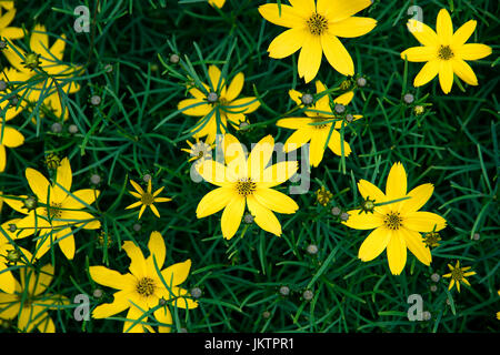 Gelbe Blume Stockfoto