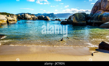 Pinguine gehen für ein erfrischendes Bad in Boulder Beach, einem Naturschutzgebiet mit einer Kolonie von afrikanischen Pinguinen im Dorf von Simons Town in der Kap-Halbinsel Stockfoto