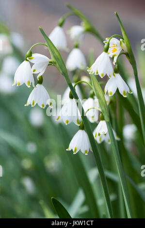 LEUCOJUM AESTIVUM Stockfoto