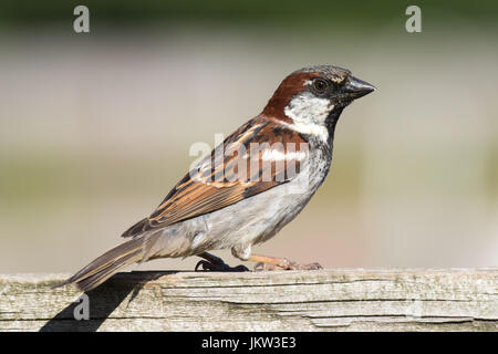 Schön farbig männlicher thront Haussperling (Passer Domesticus) auf einem Holzzaun. Stockfoto