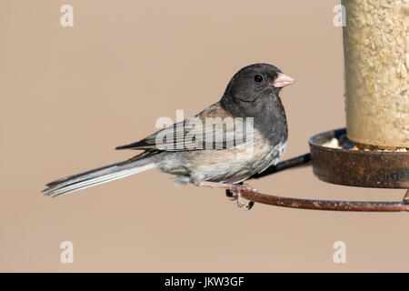 Männliche dunkeläugigen Junco (Junco Hyemalis) Essen in einem Hinterhof Futterhäuschen. Stockfoto